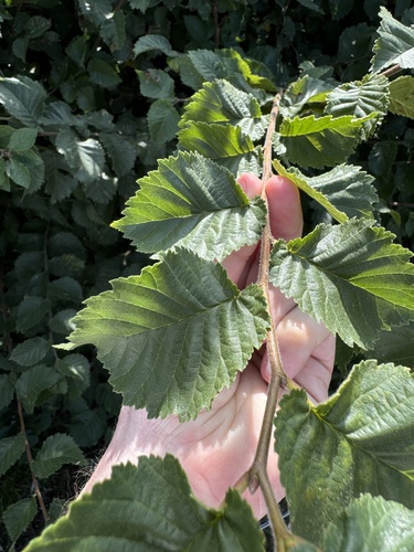 Image of Ulmus procera by (c) Frank Ashwood, some rights reserved (CC BY)