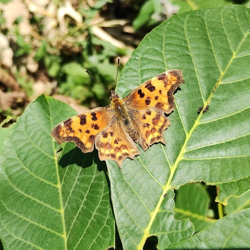Comma butterfly