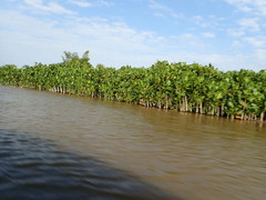 Montrichardia arborescens