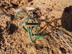 Albuca spiralis