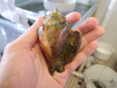 Strombus alatus image