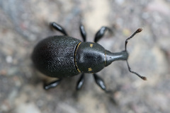 Liparus coronatus
