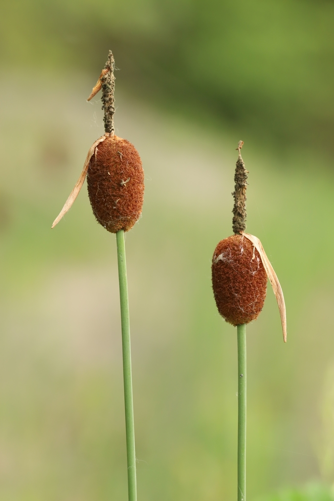 Dwarf Cattail
