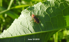 Cantharis soeulensis