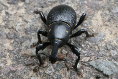 Liparus coronatus