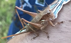 Atlanticus americanus