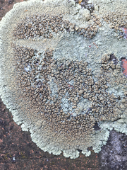 Protoparmeliopsis muralis