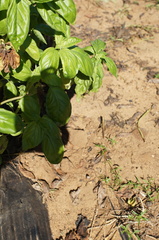 Austracris guttulosa