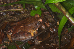 Leptodactylus pentadactylus
