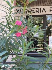 Nerium oleander