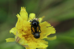 Cryptocephalus vittatus