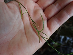 Schoenus maschalinus