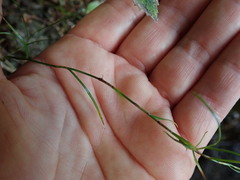 Schoenus maschalinus