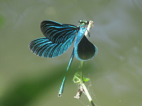 Beautiful demoiselle