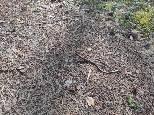 Common Slowworm