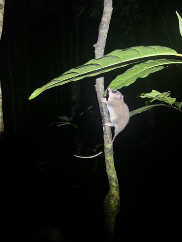 Cercartetus caudatus, 2024-07-27