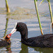 Coots - Photo (c) svet_khol, some rights reserved (CC BY-NC), uploaded by svet_khol