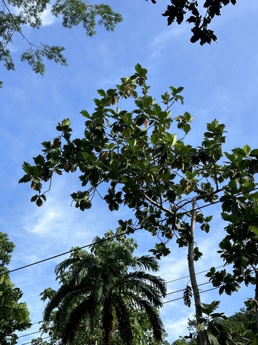 Artocarpus altilis - Leaves