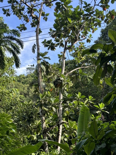 Artocarpus altilis - Leaves