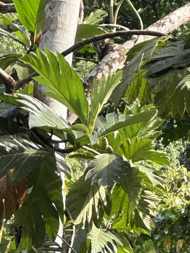 Artocarpus altilis - Whole tree