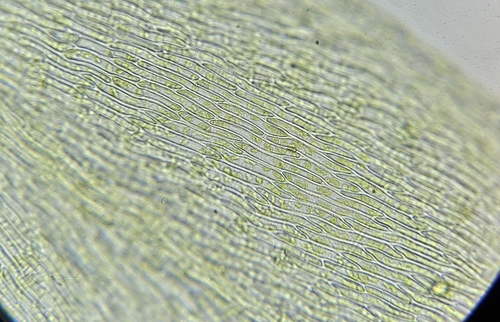 Image of Rhynchostegium murale by (c) Helen Waterman, some rights reserved (CC BY)