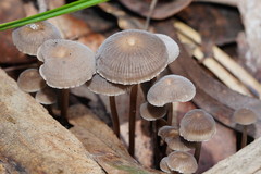 Mycena mijoi
