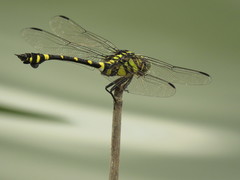 Ictinogomphus pertinax