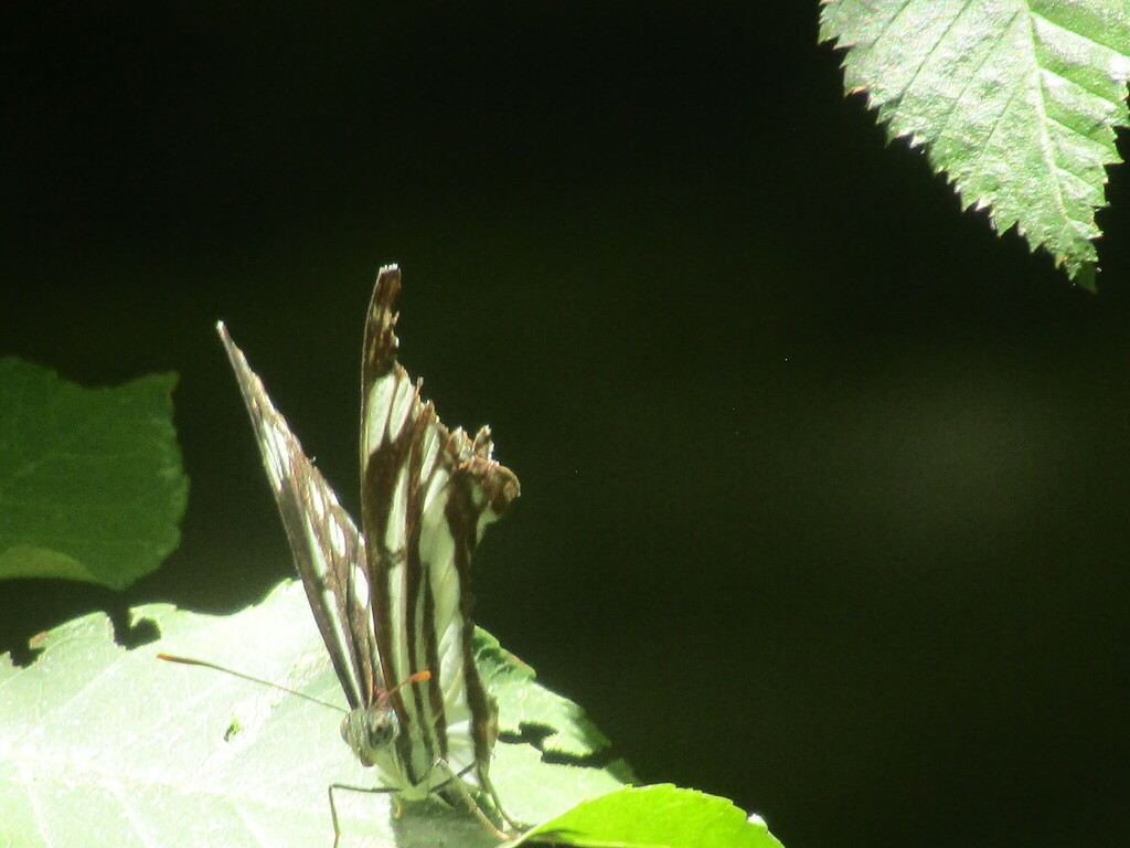 Pallas' Sailer