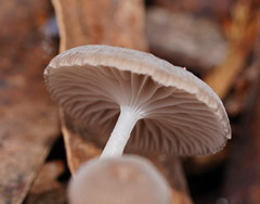 Mycena mijoi