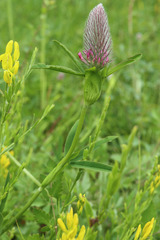 Trifolium rubens