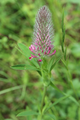 Trifolium rubens