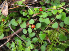 Nertera dichondrifolia