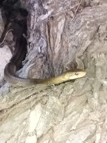 Смок мишкар (Zamenis longissimus)