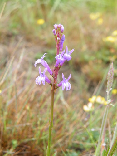 Image of Acrid lobelia by (c) Wouter Beukema, some rights reserved (CC BY)