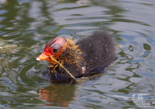 Common Coot, photo 10 of 10