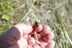 Phyllopertha horticola