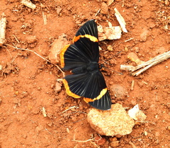 Riodina lycisca lycisca