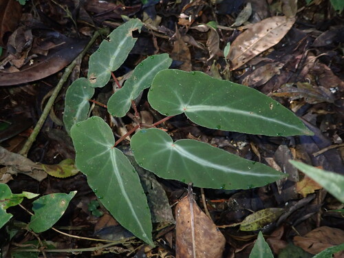 Begonia angularis, photograph 1