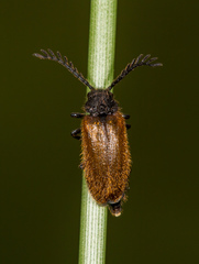 Drilus flavescens