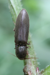 Agriotes