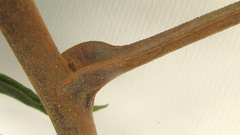 Thyrsodium spruceanum