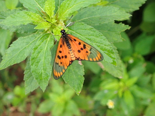 Wandering Donkey Acraea