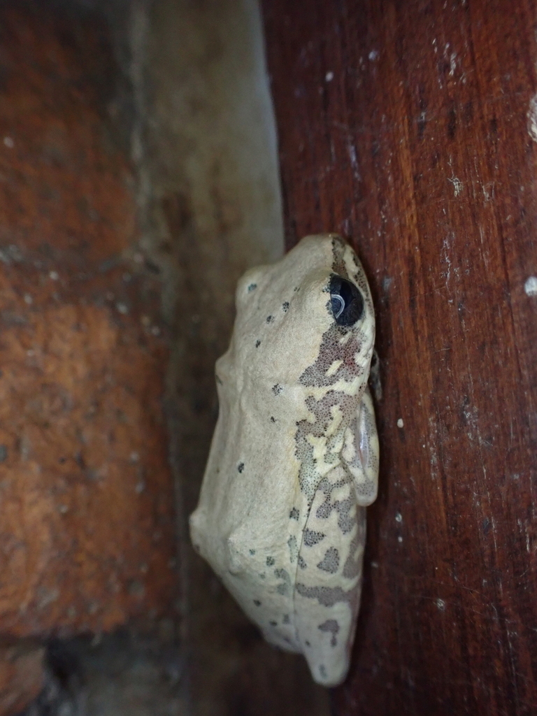 Plain Reed Frog