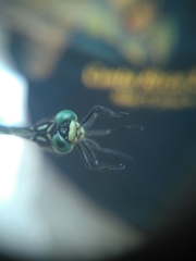 Stylogomphus albistylus