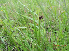Bolboschoenus planiculmis