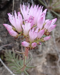 Pseudosedum
