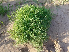 Medicago falcata