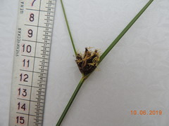 Bolboschoenus planiculmis