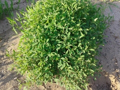 Medicago falcata