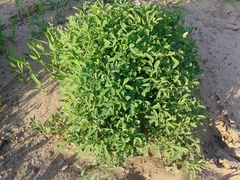 Medicago falcata